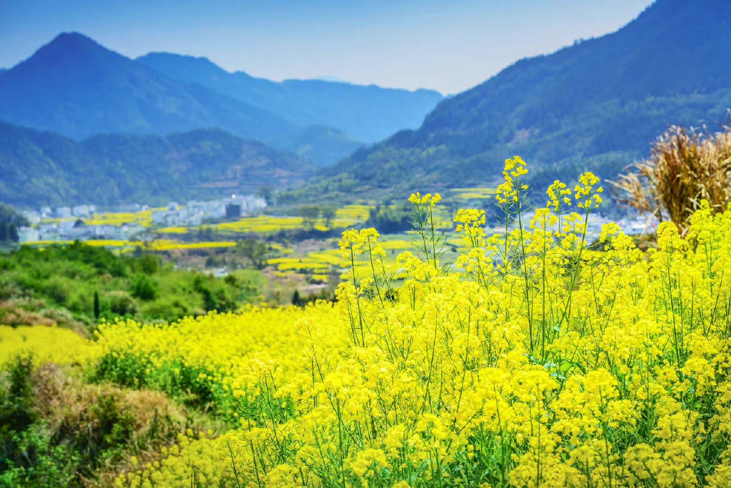 黄山的油菜花